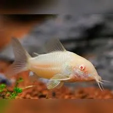 Albino Corydoras Catfish (Corydoras aeneus)