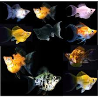 Balloon Molly (Poecilia latipinna)