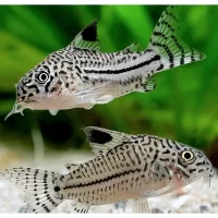 Corydoras julii (Julii Cory Catfish)
