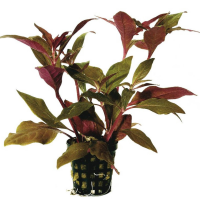 Freshwater Potted Plants