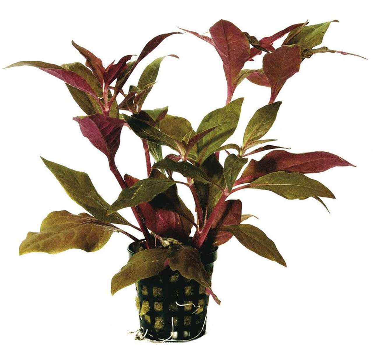 Alternanthera cardinalis 5cm pot