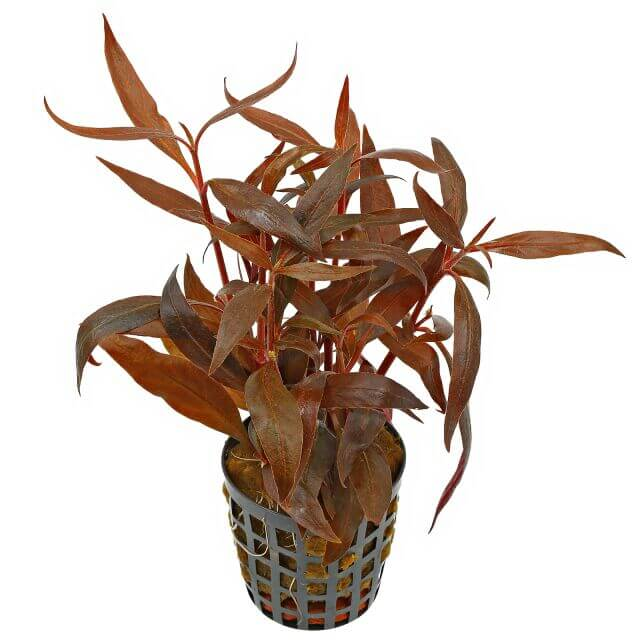 Alternanthera reineckii 5cm pot