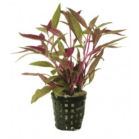 Alternanthera rosaefolia 5cm pot