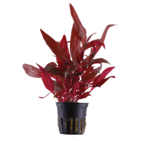 Alternanthera rosaefolia rosanervig 5cm pot