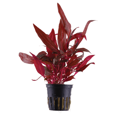 Alternanthera rosaefolia rosanervig 5cm pot