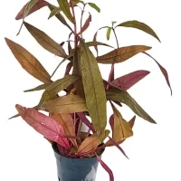 Alternanthera sessilis 5cm pot