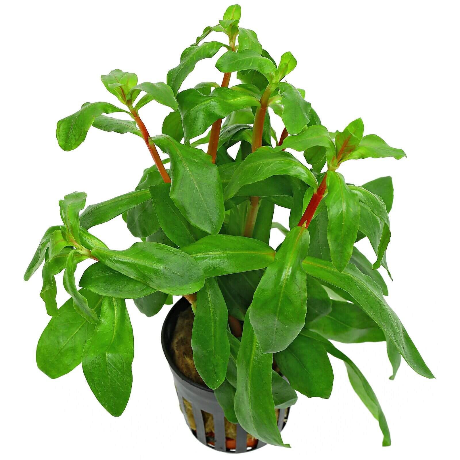 Ammannia senegalensis 5cm pot