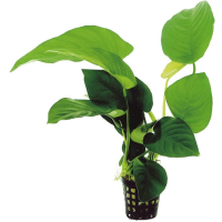 Anubias barteri 5cm pot