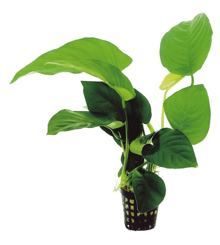 Anubias barteri 5cm pot
