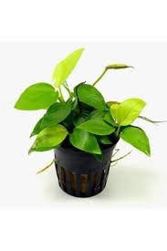 Anubias barteri "Gold coin" 5cm pot