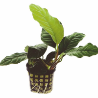 Anubias caffeefolia 5cm pot