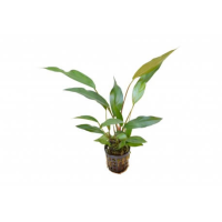 Anubias lanceolata 5cm pot