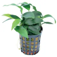 Anubias minima 5cm pot