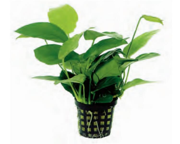 Anubias nana 5cm pot