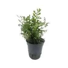 Bolbitus heteroclita "difformis" 5cm pot