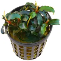 Bucephalandra biblis 5cm pot