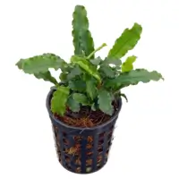 Bucephalandra sintang 5cm pot