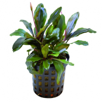 Bucephalandra theia green 5cm pot