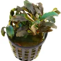 Bucephalandra theia red 5cm pot