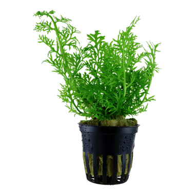 Ceratopteris siliquosa 5cm pot