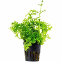 Ceratopteris thalictroides 5cm pot