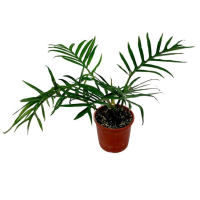 Chamaedorea “Palm” 5cm pot