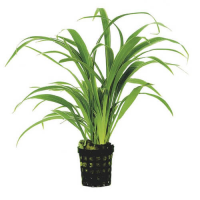 Chlorophytum bichetii 5cm pot