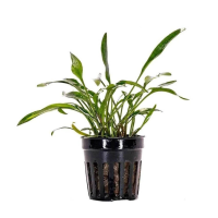 Cryptocoryne lucens 5cm pot