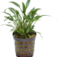 Cryptocoryne mix 5cm pot