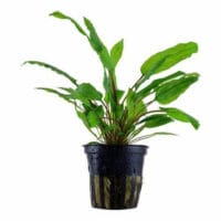 Cryptocoryne mix – Green 5cm pot