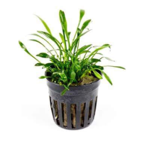 Cryptocoryne parva 5cm pot