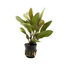 Echinodorus "Fancy Twist" 5cm pot