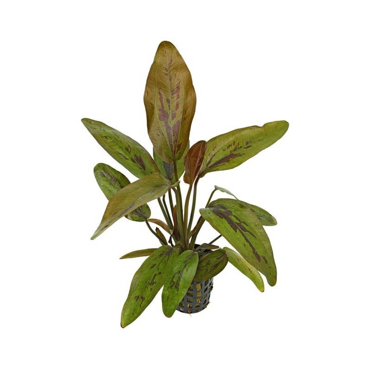 Echinodorus atlandsberg 5cm pot