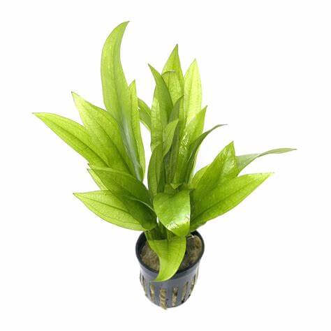 Echinodorus bleherii 5cm pot