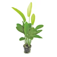 Echinodorus tricolor 5cm pot