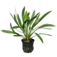 Echinodorus uruguayensis 5cm pot