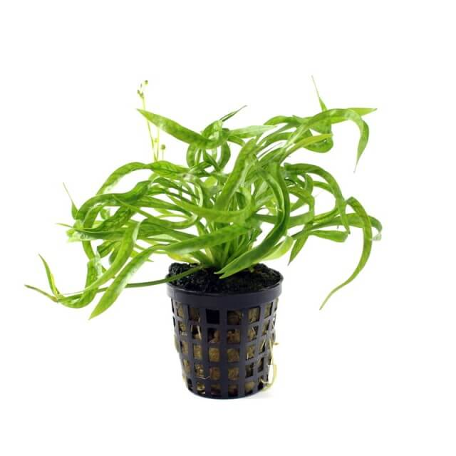 Echinodorus vesuvius 5cm pot