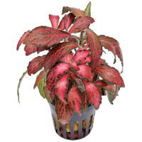 Fittonia verschaffeltii – Forest flame 5cm pot