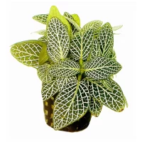 Fittonia verschaffeltii – White 5cm pot