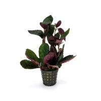 Hemiographis exotica 5cm pot