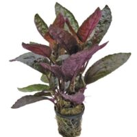 Hemiographis silverqueen 5cm pot