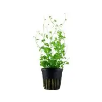 Hydrocotyle tripartita 5cm pot