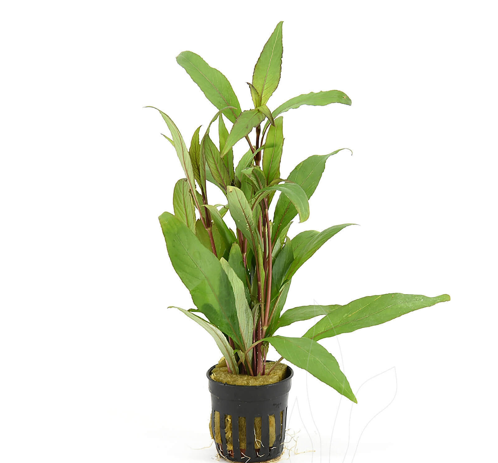 Hygrophila angustifolia 5cm pot