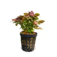 Hygrophila compacta (mini) 5cm pot