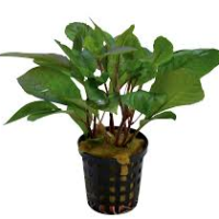 Hygrophila corymbosa 5cm pot