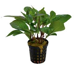 Hygrophila corymbosa 5cm pot