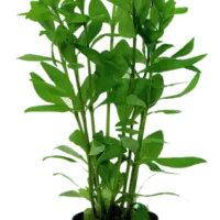 Hygrophila polysperma 5cm pot