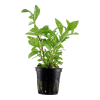 Hygrophila Rosanervig (5cm Pot)