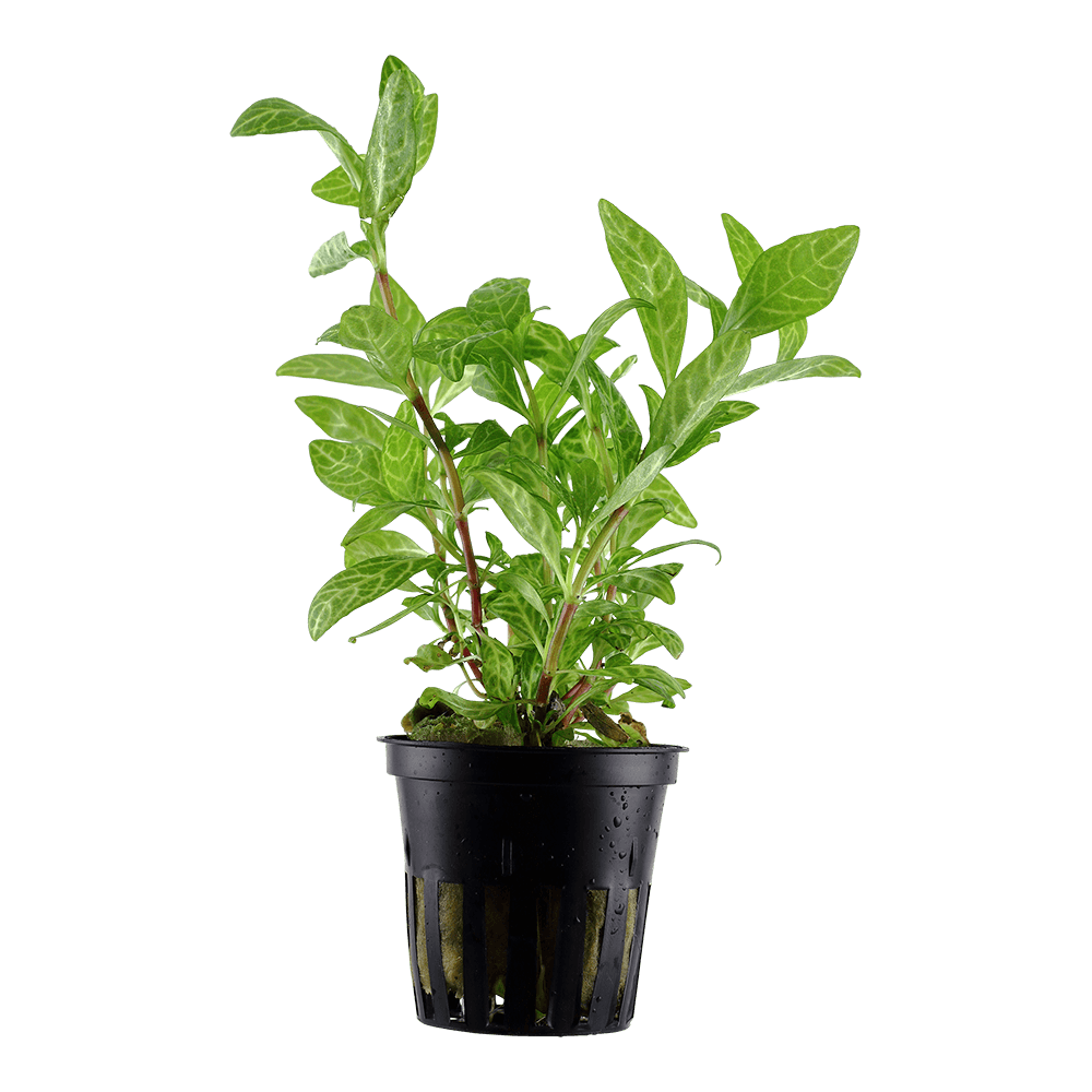 Reef Flow 2.0 1000nano 5v DC Wavemaker Pump