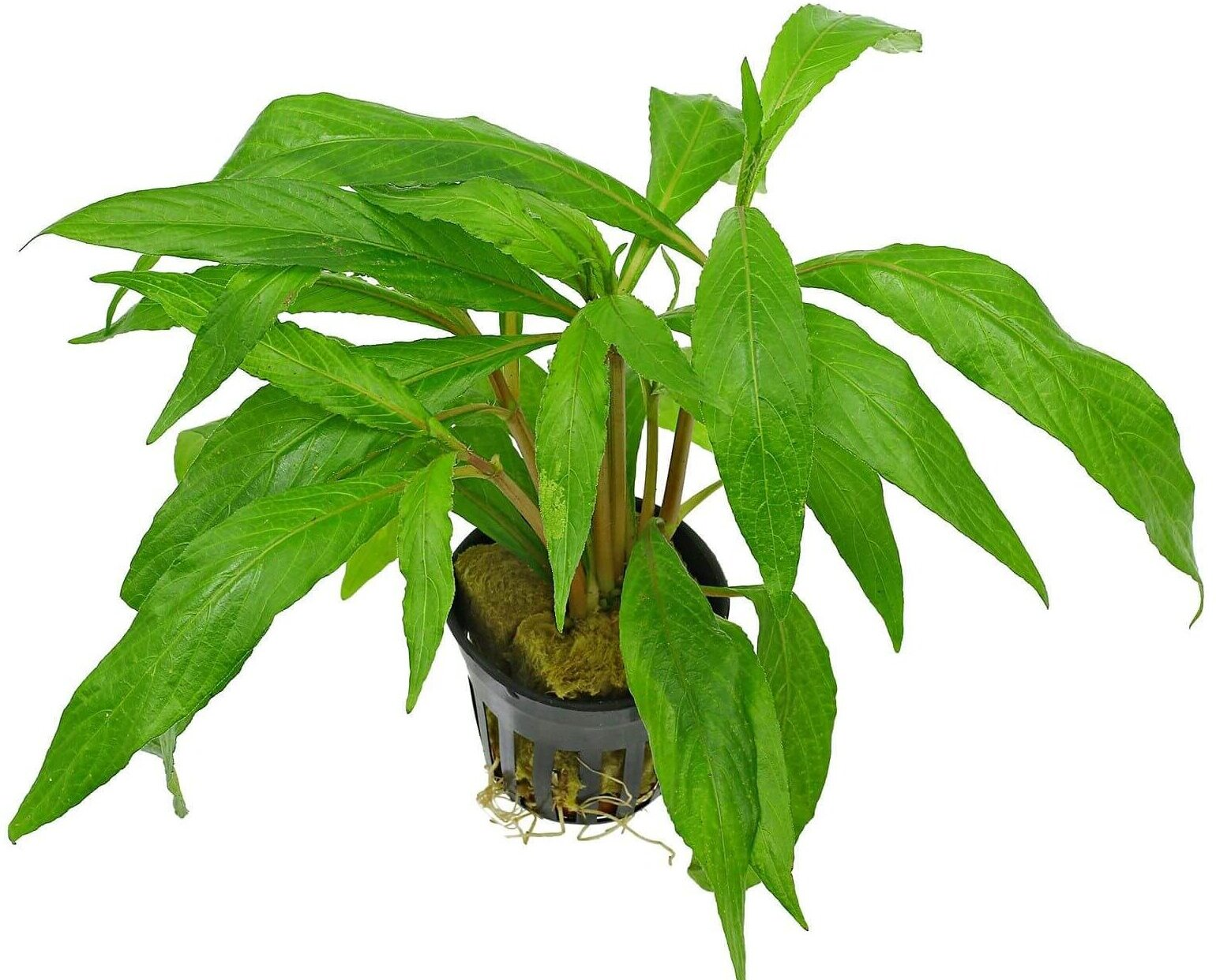 Hygrophila salicifolia narrow leaf 5cm pot